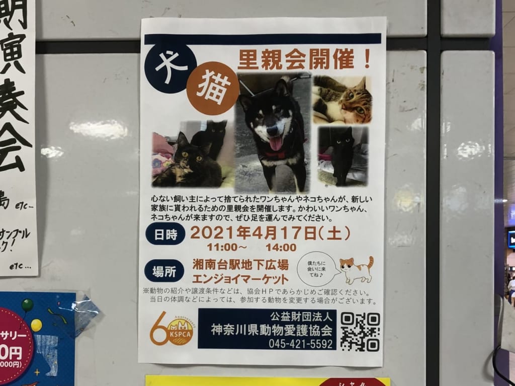 犬猫里親会 湘南台