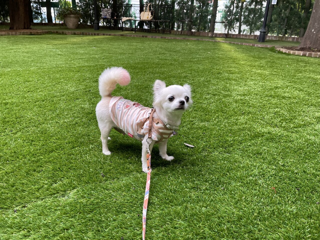 【藤沢市】「湘南鎌倉クリスタルホテル」の「ワンちゃん同伴宿泊プラン」が2026年1月末で終了します。