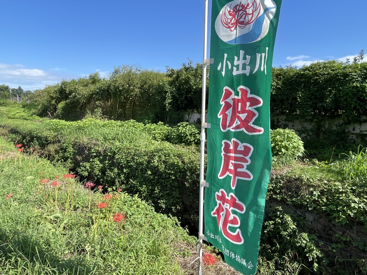 第18回 小出川彼岸花まつり