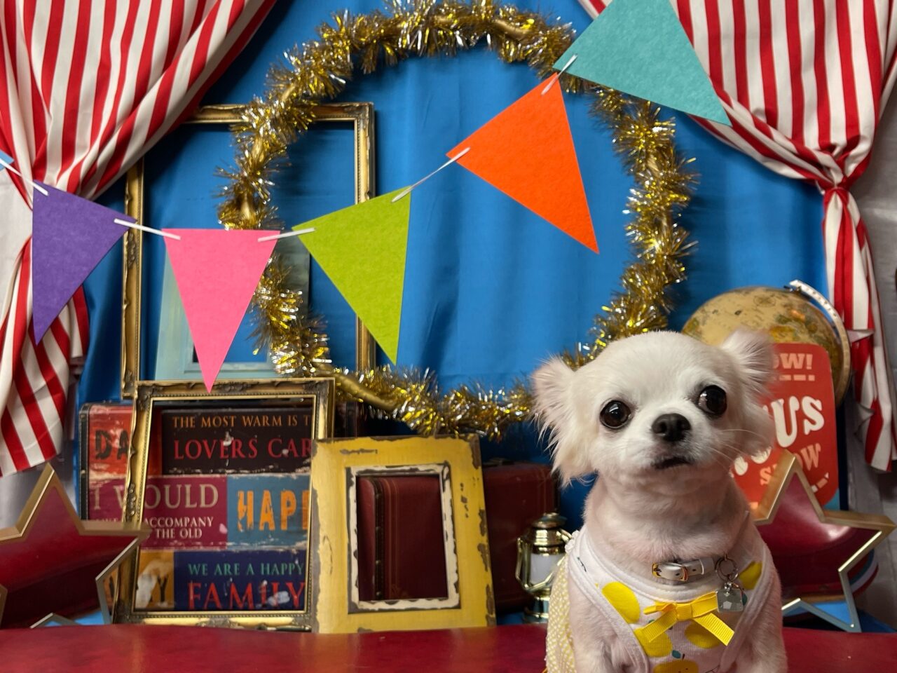 【藤沢市】「湘南鎌倉クリスタルホテル」の「ワンちゃん同伴宿泊プラン」が2026年1月末で終了します。