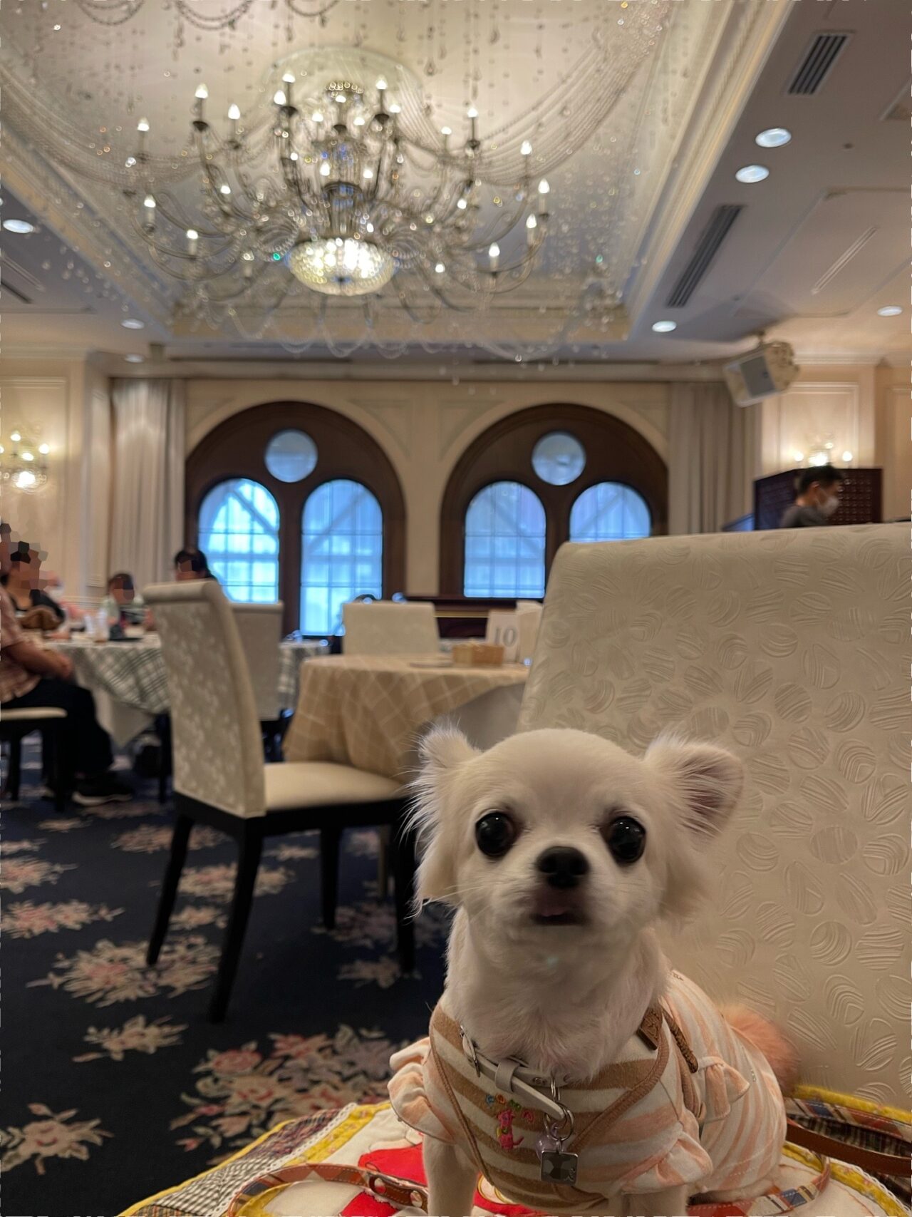 【藤沢市】「湘南鎌倉クリスタルホテル」の「ワンちゃん同伴宿泊プラン」が2026年1月末で終了します。