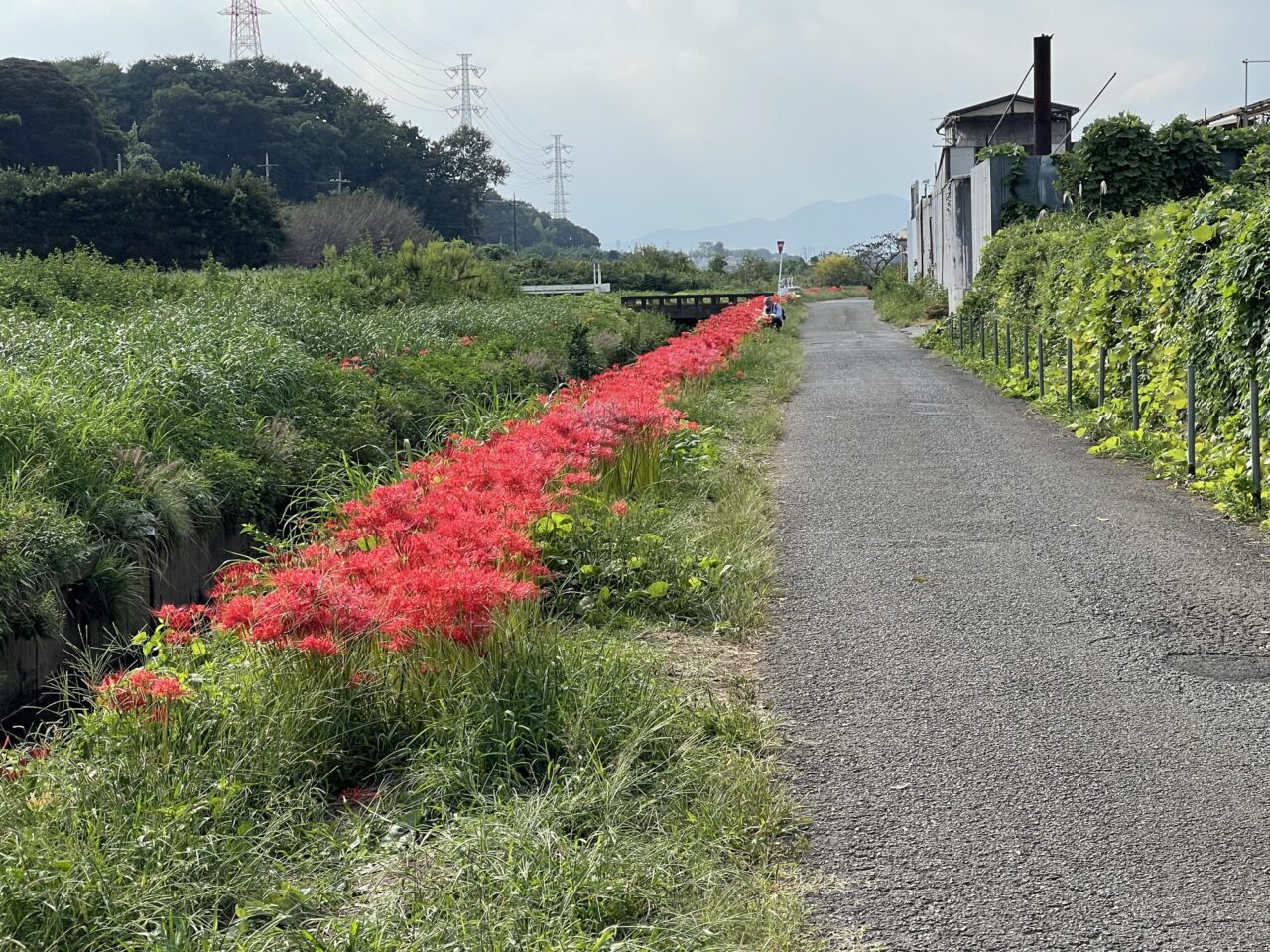 第18回 小出川彼岸花まつり