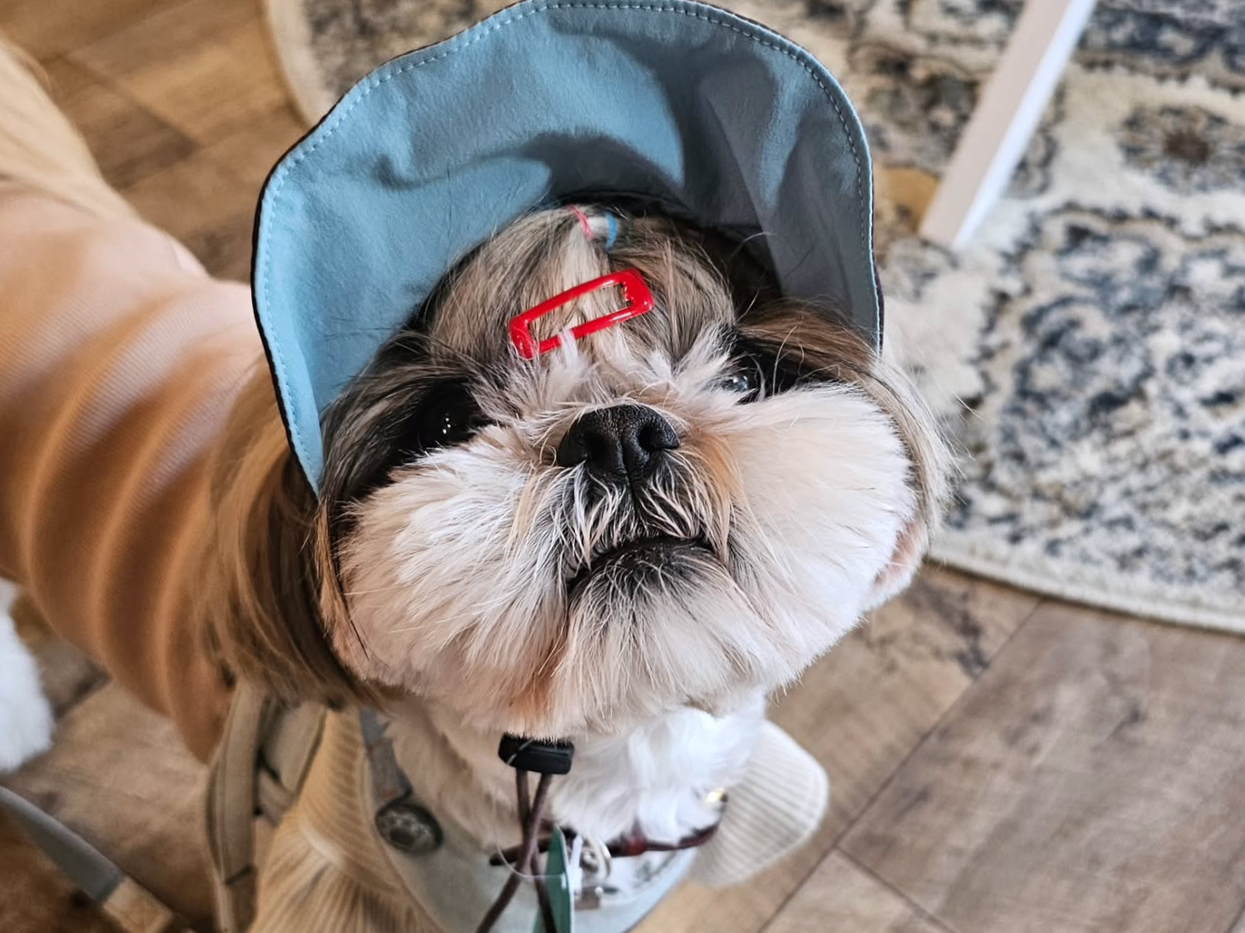 【藤沢市】鵠沼海岸に話題のドッグセレクトショップ「SEA SIDE PAWS SHONAN」が2月7日にオープンしました！ 犬と楽しめる湘南ライフの新スポット♪