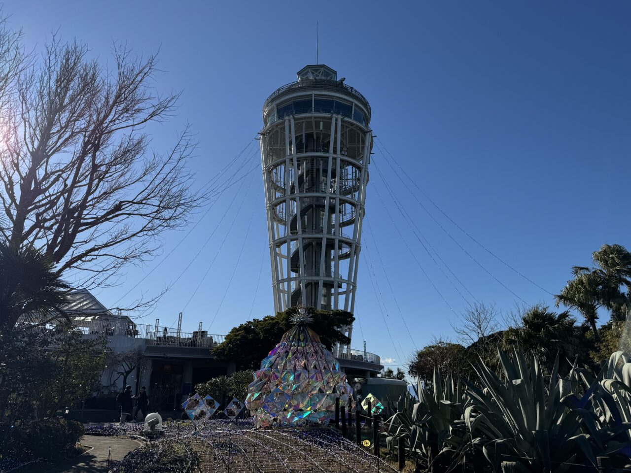 今季で見納め。江の島サムエル・コッキング苑「ウィンターチューリップ」12月25日頃に見頃を迎えます。