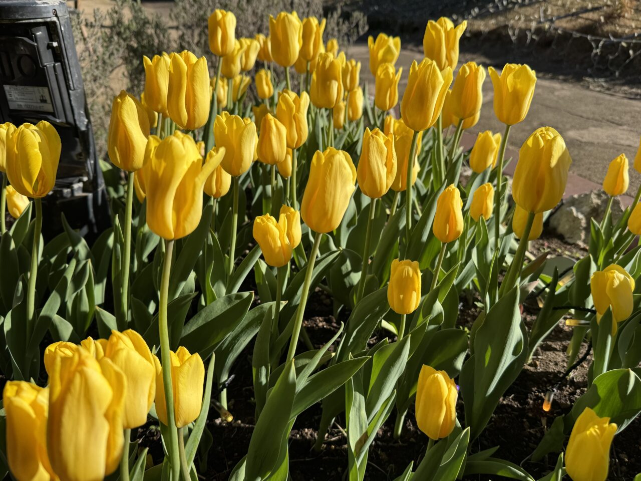 今季で見納め。江の島サムエル・コッキング苑「ウィンターチューリップ」12月25日頃に見頃を迎えます。