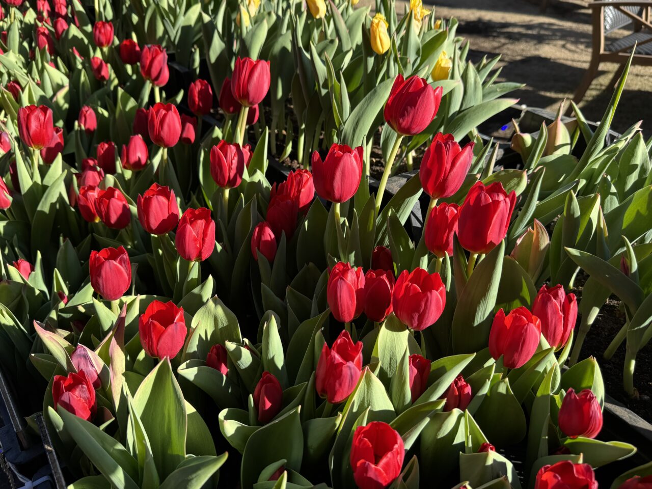 今季で見納め。江の島サムエル・コッキング苑「ウィンターチューリップ」12月25日頃に見頃を迎えます。