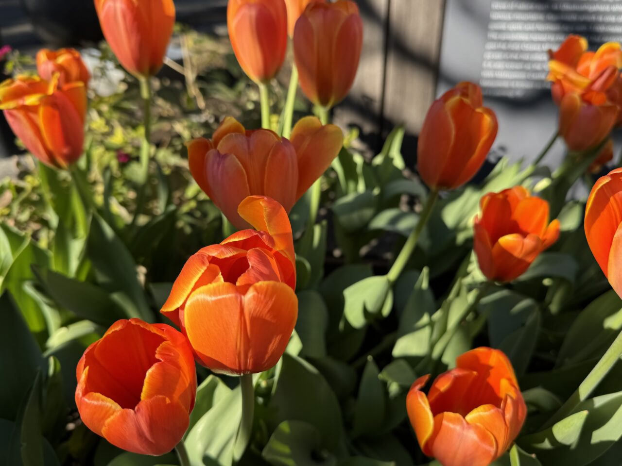 今季で見納め。江の島サムエル・コッキング苑「ウィンターチューリップ」12月25日頃に見頃を迎えます。