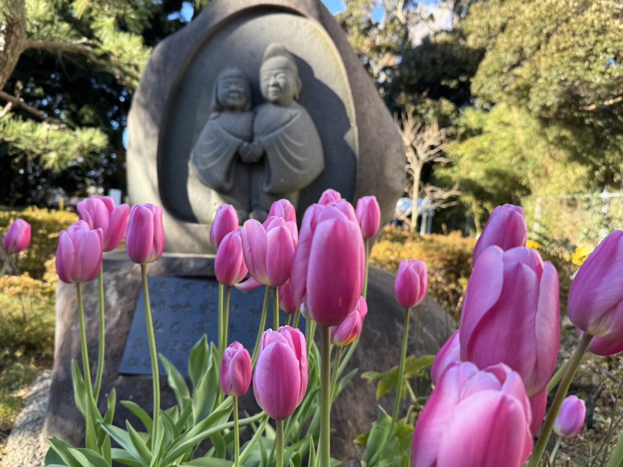 今季で見納め。江の島サムエル・コッキング苑「ウィンターチューリップ」12月25日頃に見頃を迎えます。