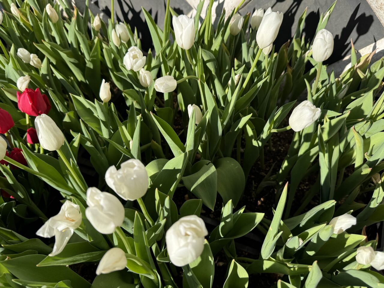 今季で見納め。江の島サムエル・コッキング苑「ウィンターチューリップ」12月25日頃に見頃を迎えます。