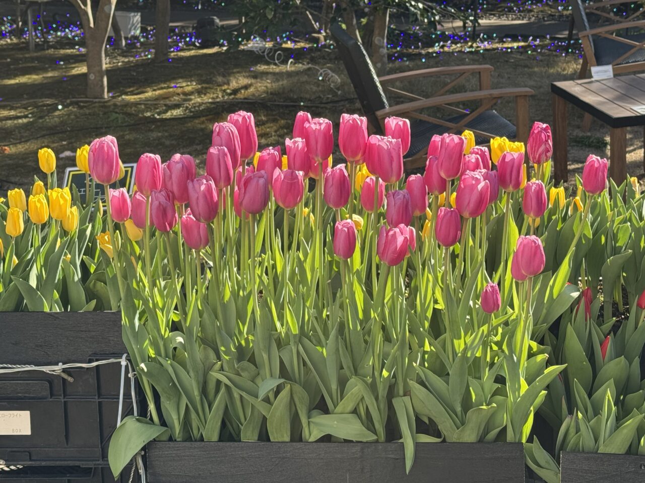 今季で見納め。江の島サムエル・コッキング苑「ウィンターチューリップ」12月25日頃に見頃を迎えます。