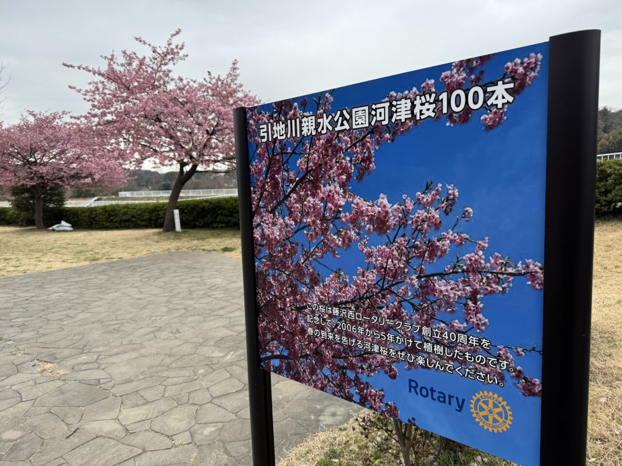 【藤沢市】2026年春到来! 藤沢のお花見スポット「引地川親水公園」の河津桜が彩る春景色♪