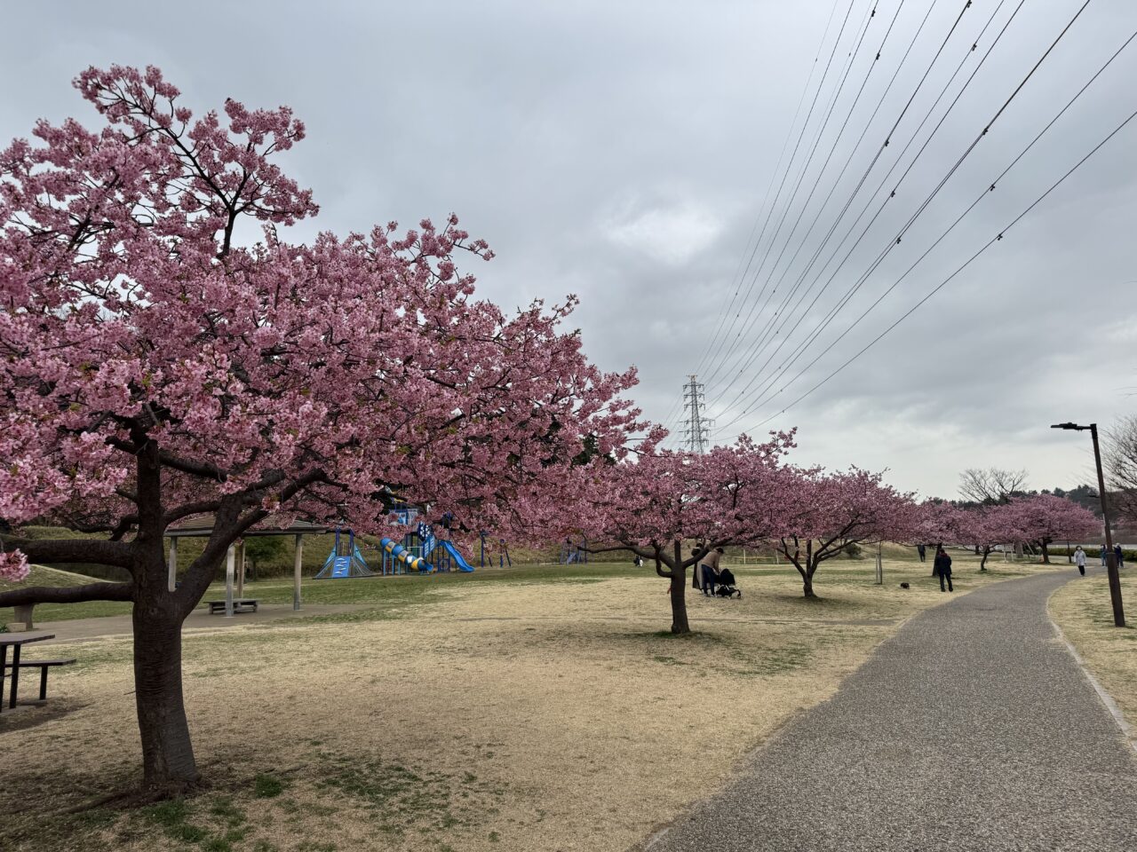 【藤沢市】2026年春到来! 藤沢のお花見スポット「引地川親水公園」の河津桜が彩る春景色♪