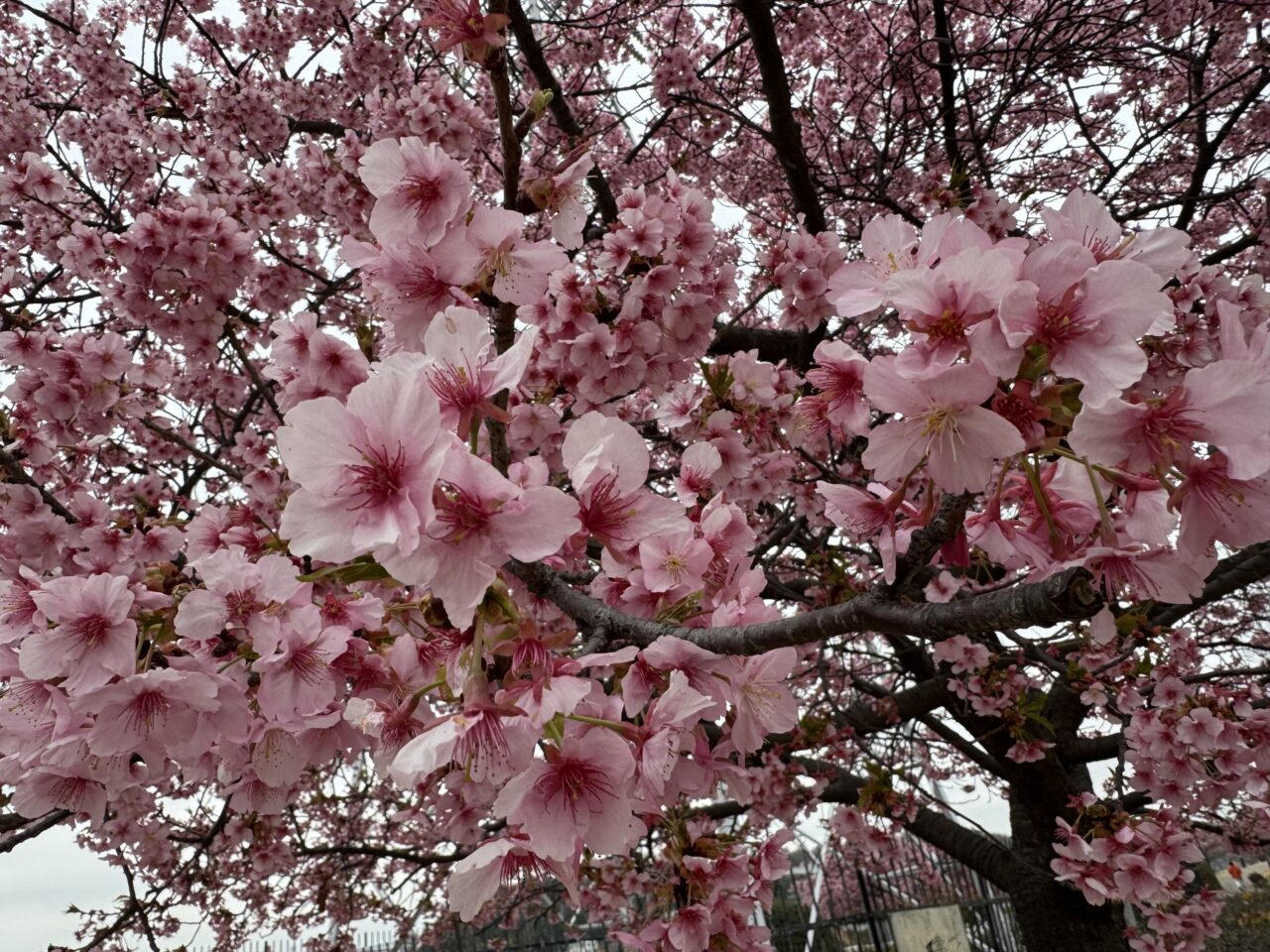 【藤沢市】2026年春到来! 藤沢のお花見スポット「引地川親水公園」の河津桜が彩る春景色♪