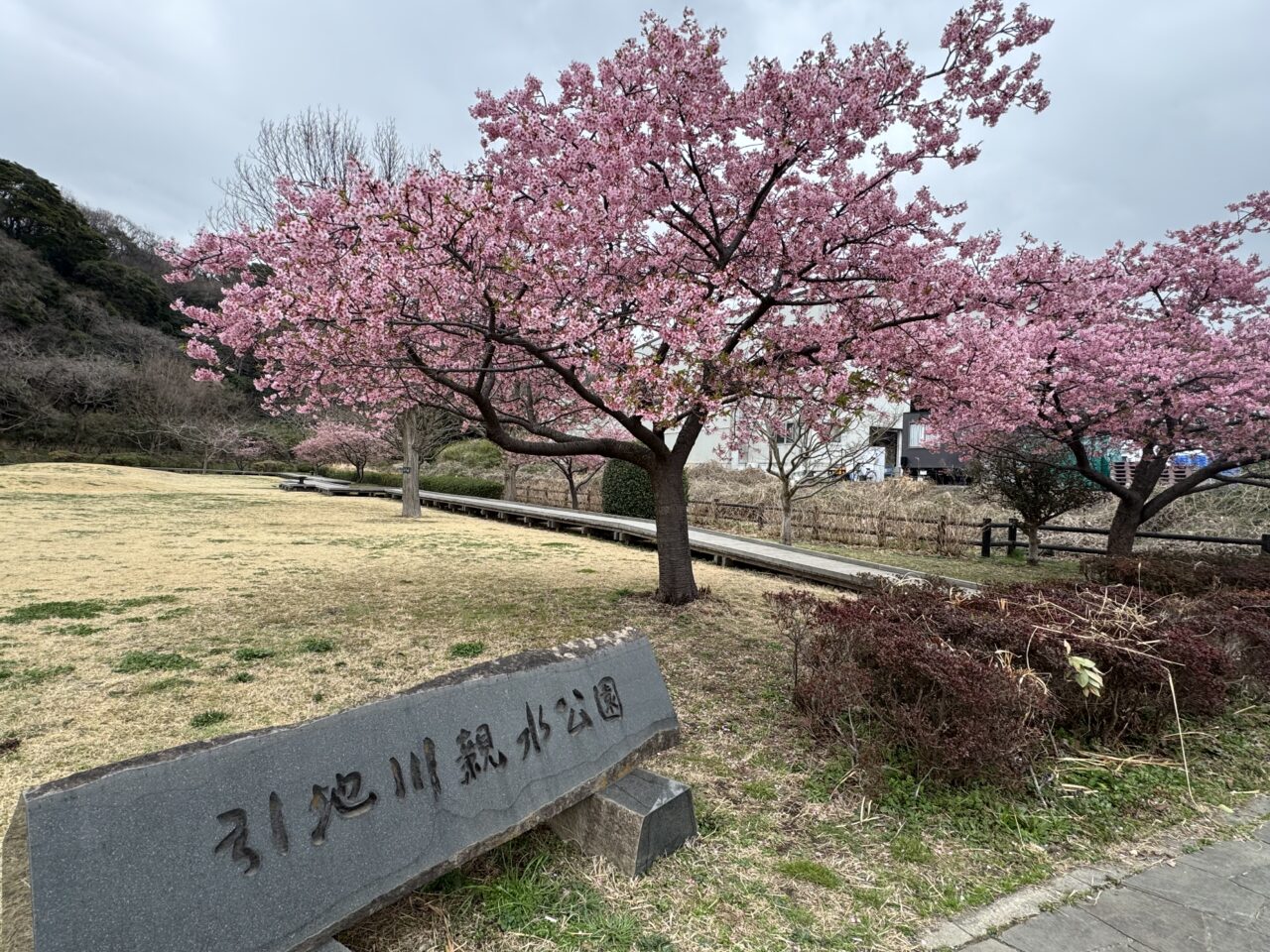 【藤沢市】2026年春到来! 藤沢のお花見スポット「引地川親水公園」の河津桜が彩る春景色♪