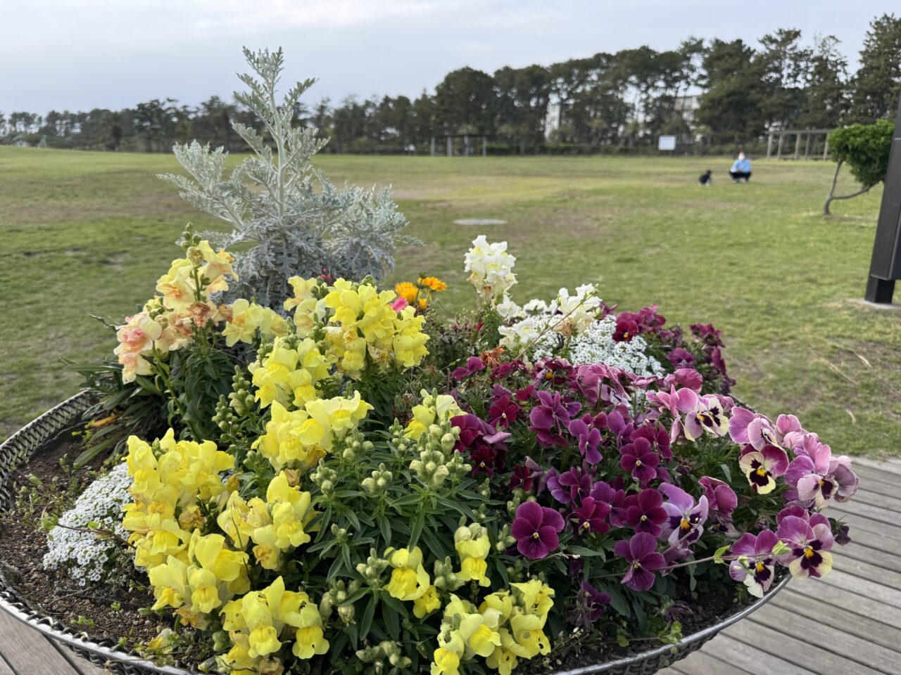 【藤沢市】レディオ湘南30周年記念イベント「ふじさわ まちなみ祭り」が6月6日に辻堂海浜公園で開催されます♪ 音楽・防災・フリマが集結!
