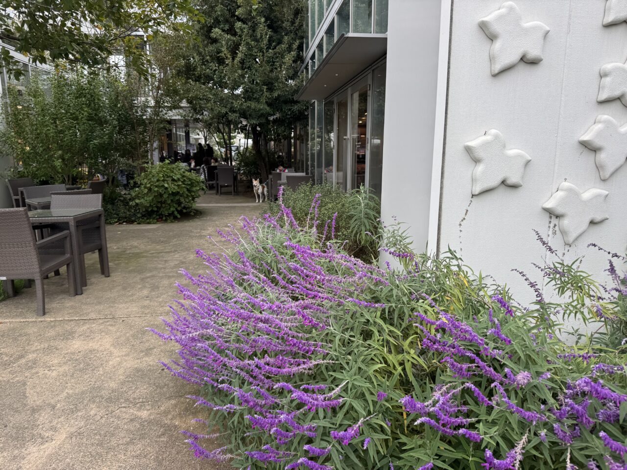 『アソビバフェス × Happy Dog Day』が、湘南T-SITEで開催