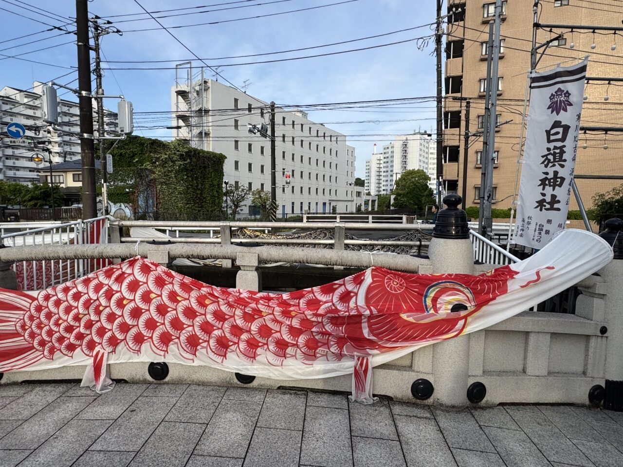 【藤沢市】GWの風物詩！ 白旗神社に約100匹のこいのぼりが登場！5月5日は子どもの日を祝う「牛若まつり」が開催されます♪