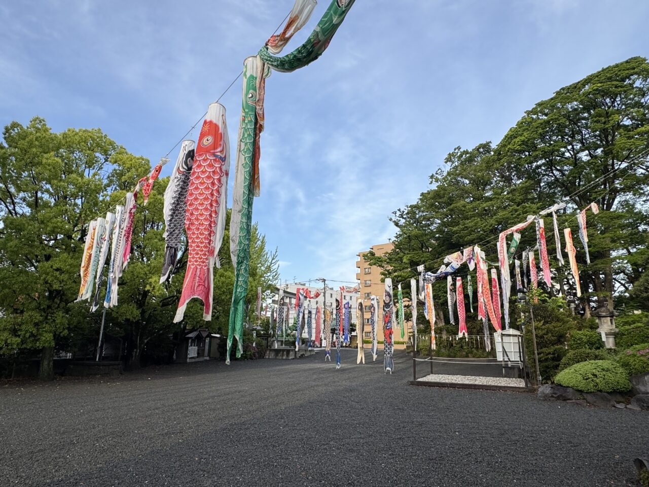 【藤沢市】GWの風物詩！ 白旗神社に約100匹のこいのぼりが登場！5月5日は子どもの日を祝う「牛若まつり」が開催されます♪