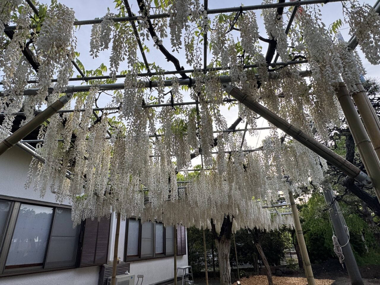 【藤沢市】GWの風物詩！ 白旗神社に約100匹のこいのぼりが登場！5月5日は子どもの日を祝う「牛若まつり」が開催されます♪