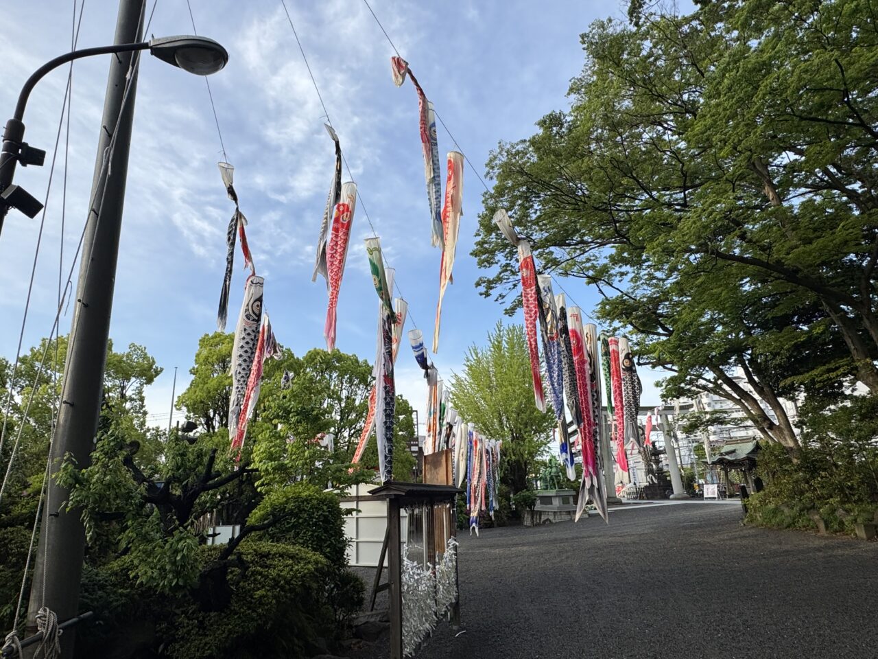 【藤沢市】GWの風物詩！ 白旗神社に約100匹のこいのぼりが登場！5月5日は子どもの日を祝う「牛若まつり」が開催されます♪