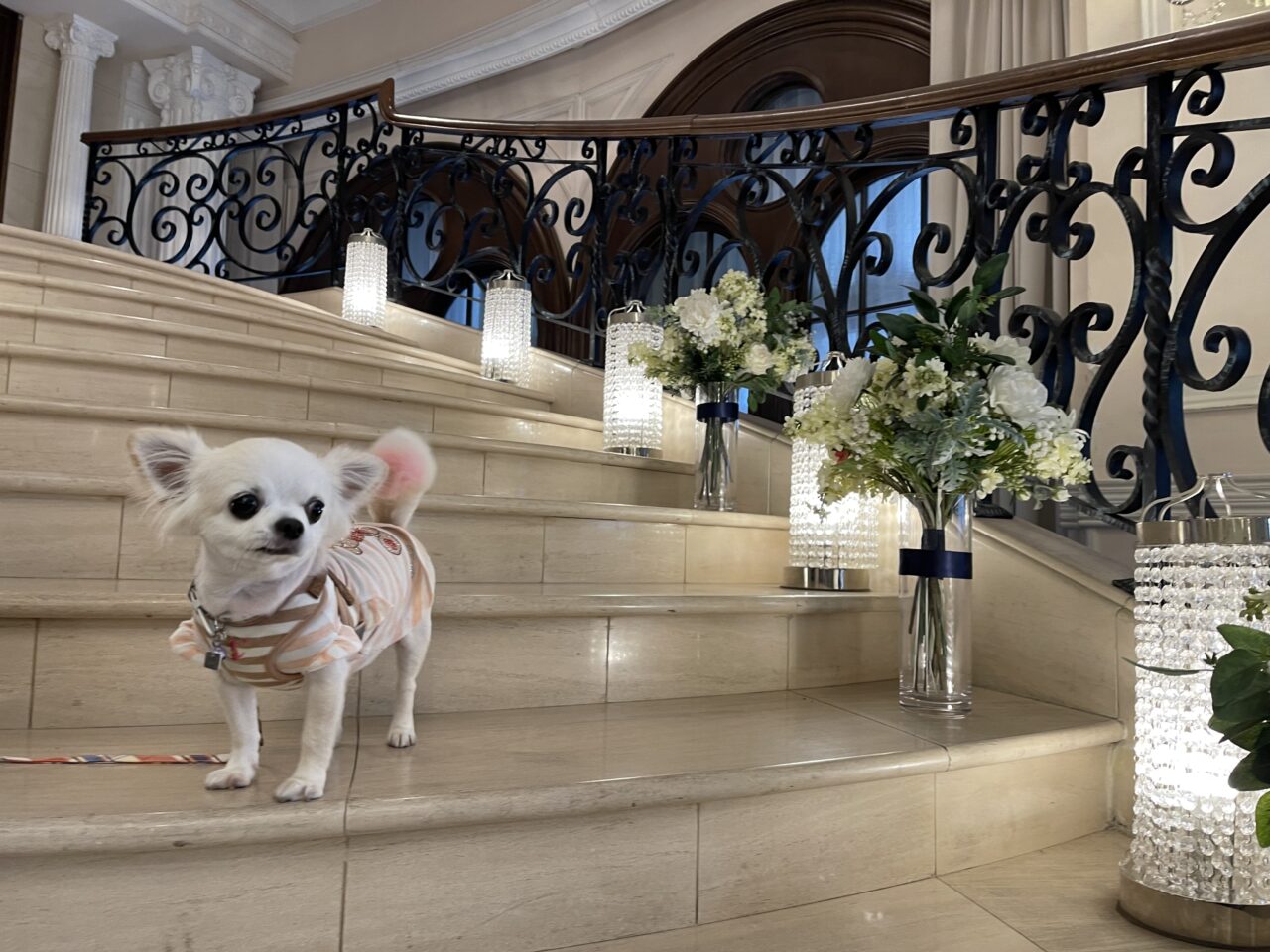 【藤沢市】「湘南鎌倉クリスタルホテル」の「ワンちゃん同伴宿泊プラン」が2026年1月末で終了します。