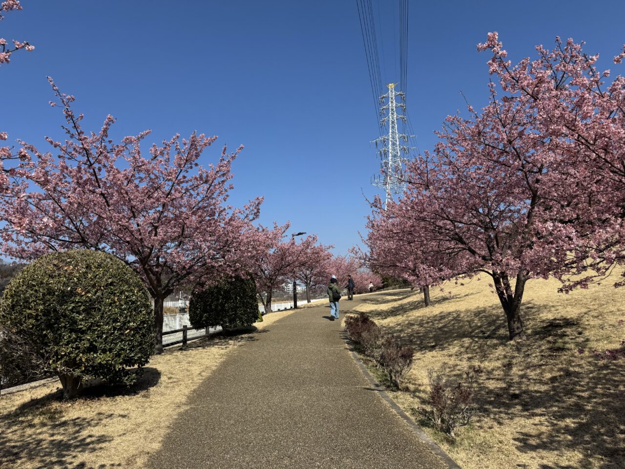 引地川親水公園の河津桜2025