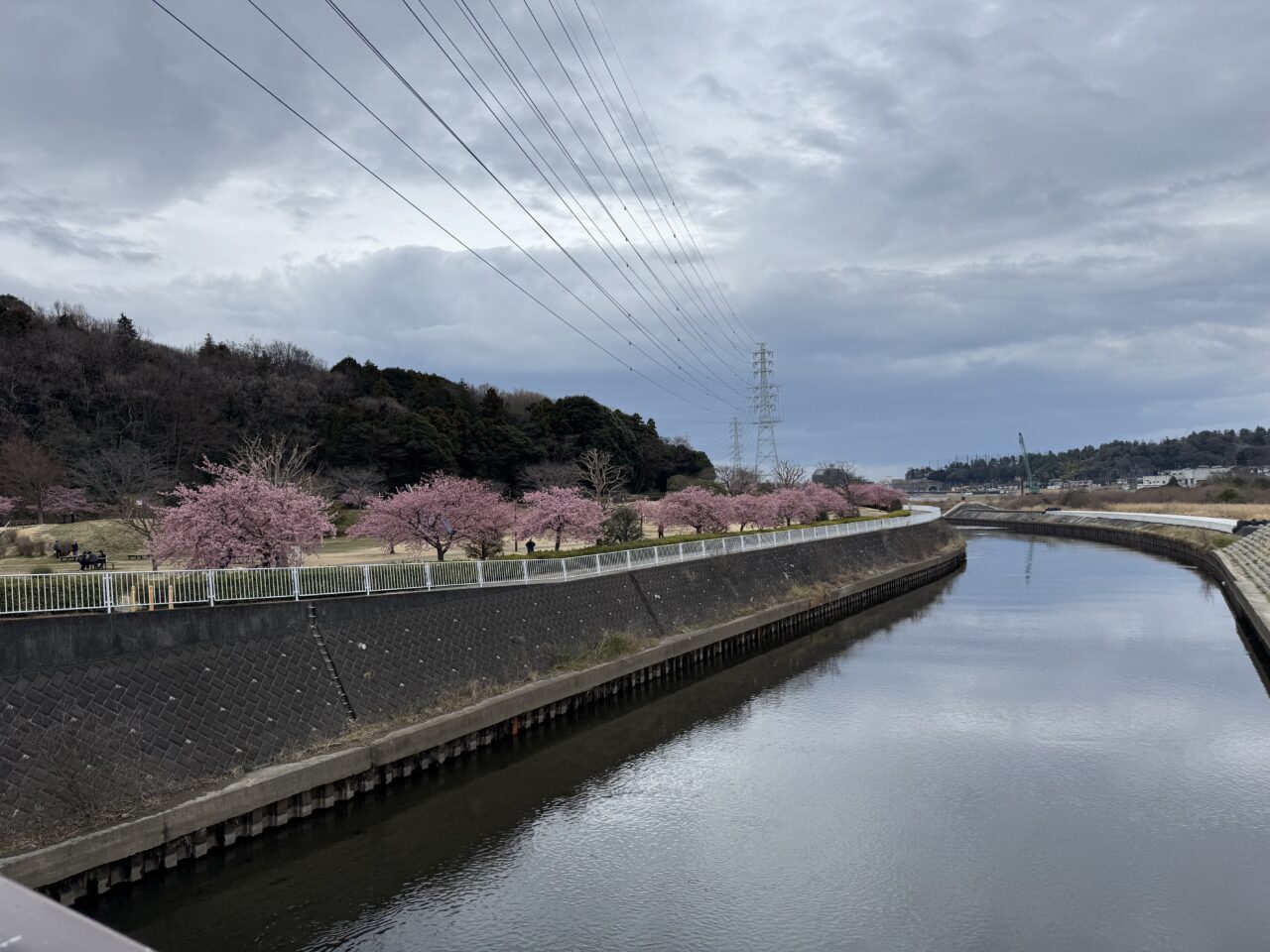 引地川親水公園の河津桜2025