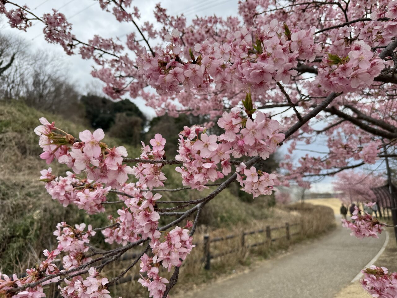 引地川親水公園の河津桜2025