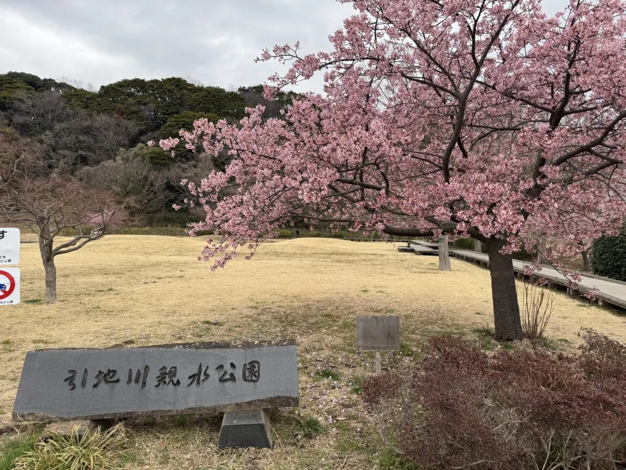 引地川親水公園の河津桜2025