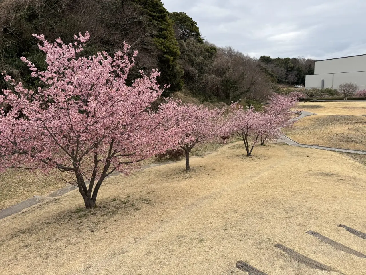 引地川親水公園の河津桜2025