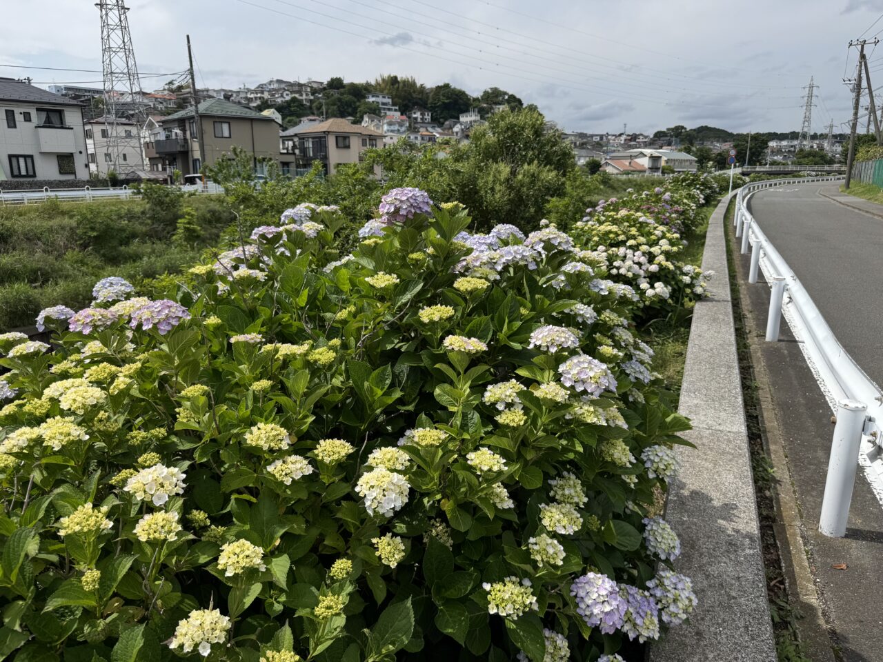 藤沢市のアジサイ2025
