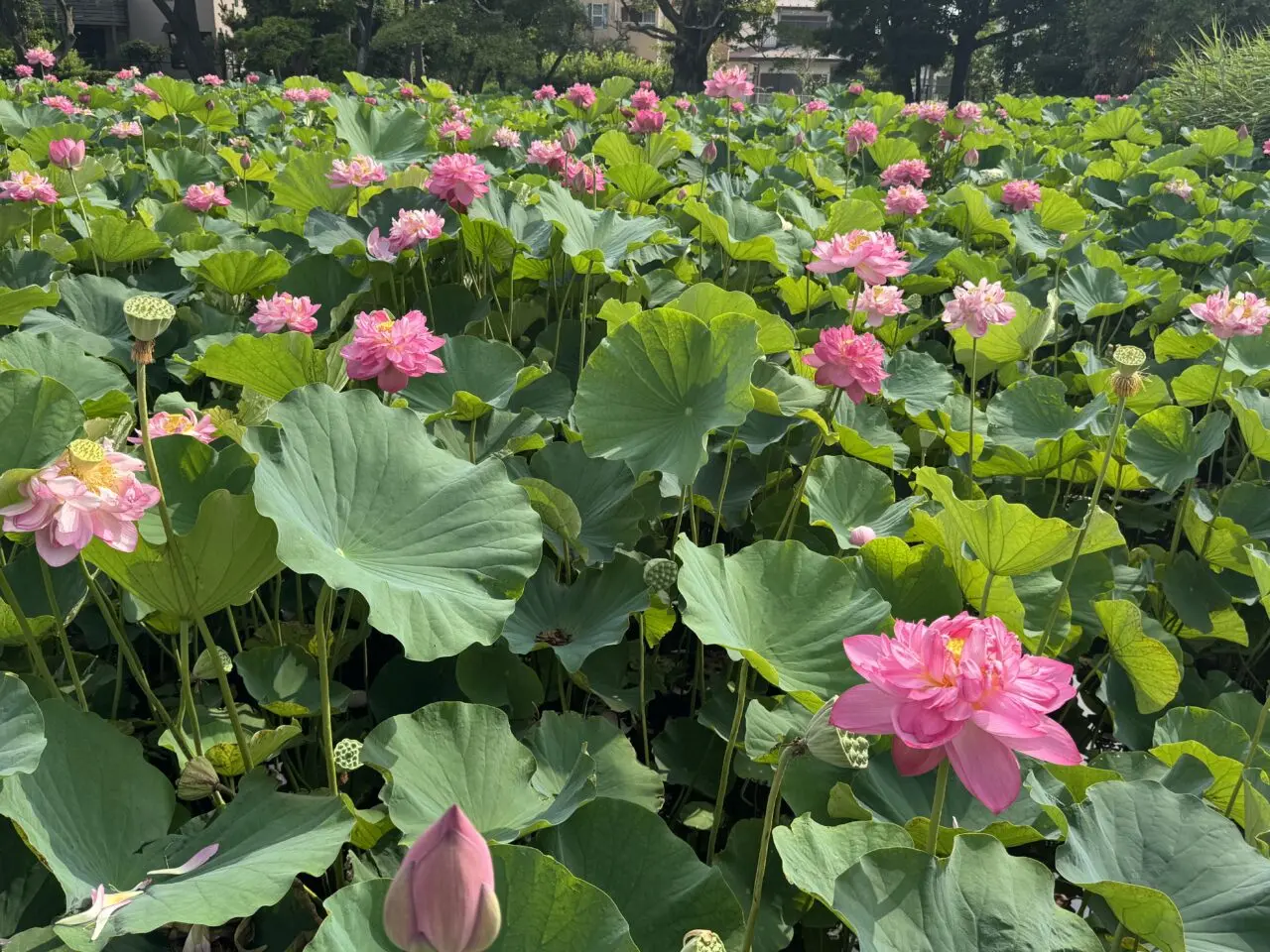 桜小路公園の蓮池の蓮の花