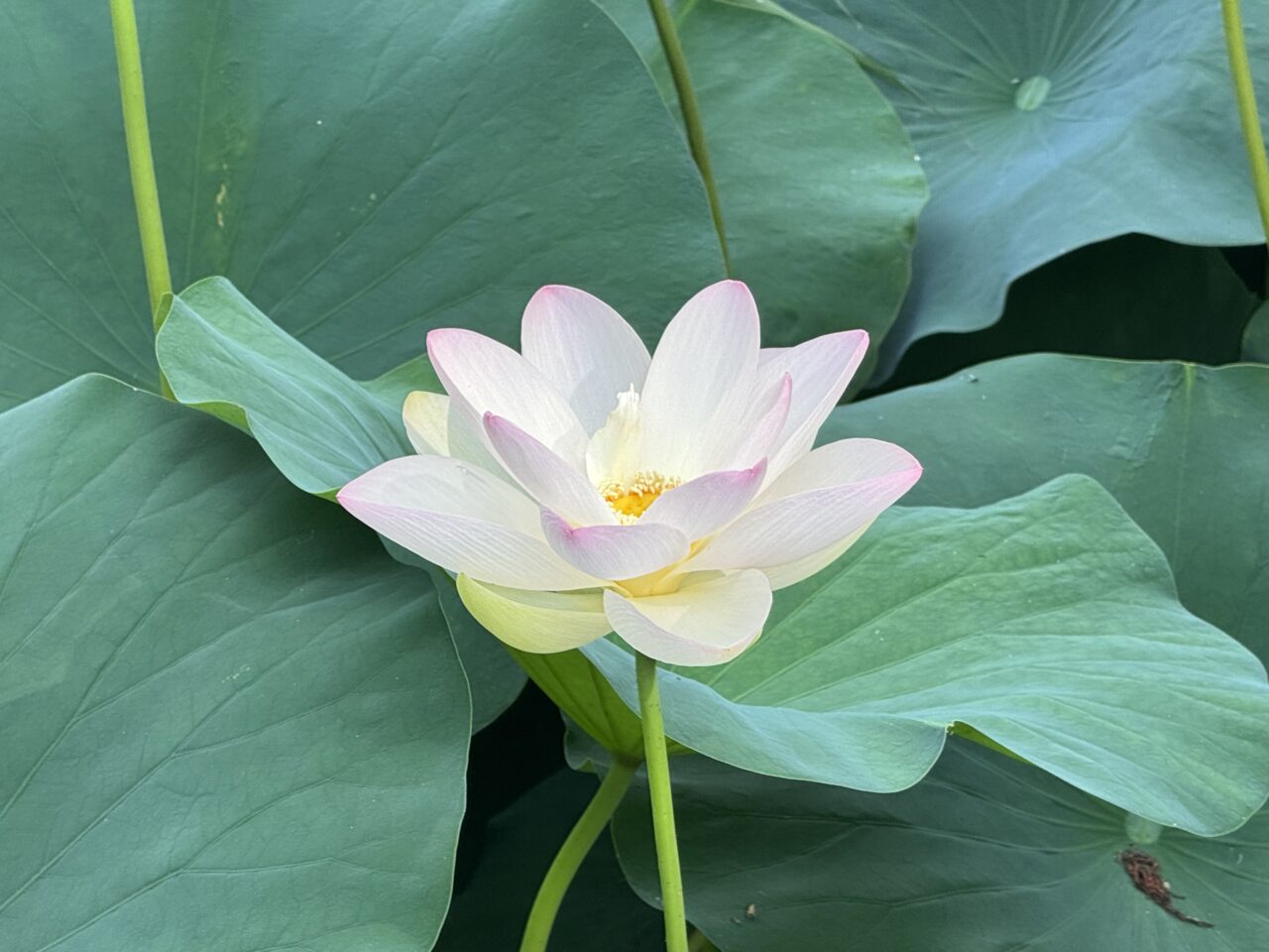 桜小路公園の蓮池の蓮の花