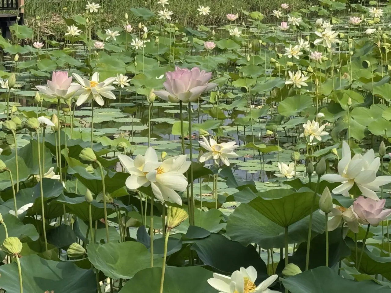 桜小路公園の蓮池の蓮の花