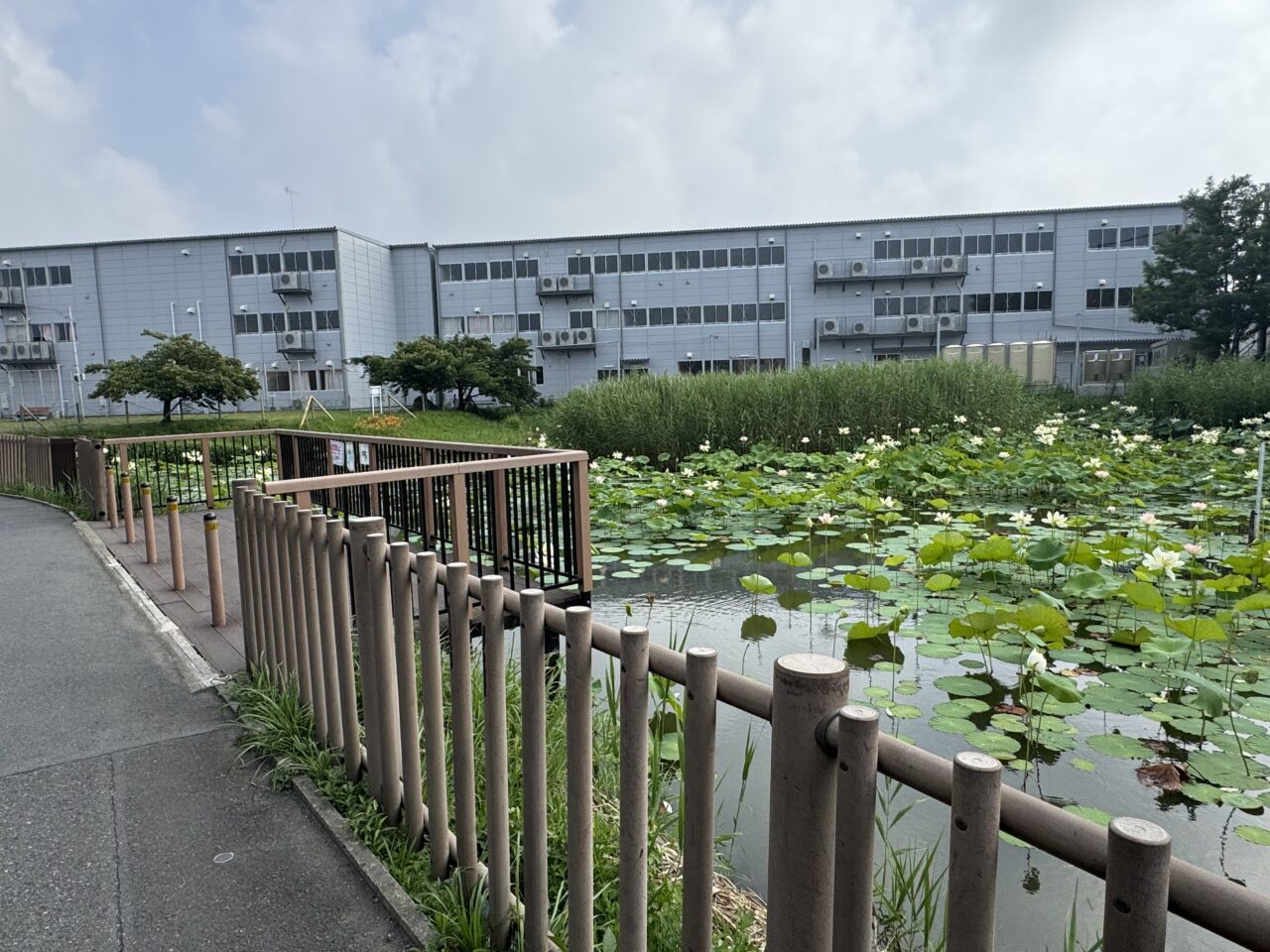 桜小路公園の蓮池の蓮の花