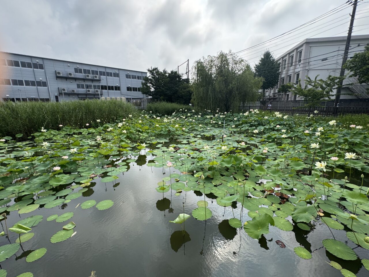 桜小路公園の蓮池の蓮の花