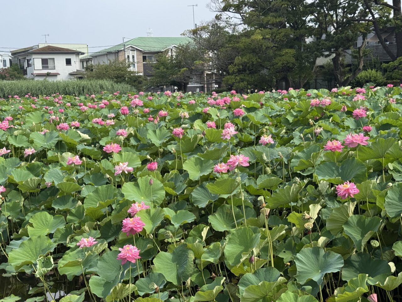 桜小路公園の蓮池の蓮の花