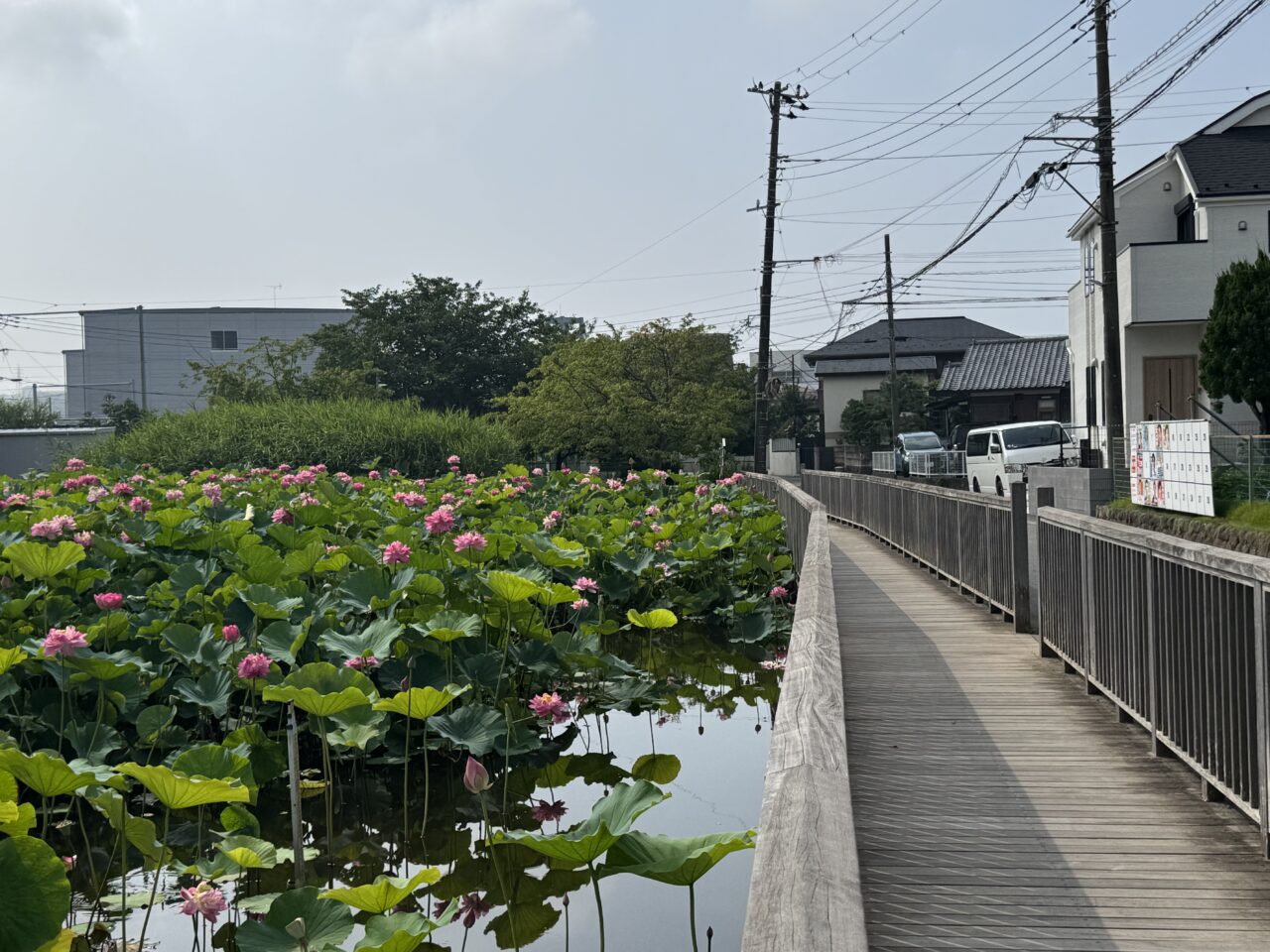 桜小路公園の蓮池の蓮の花