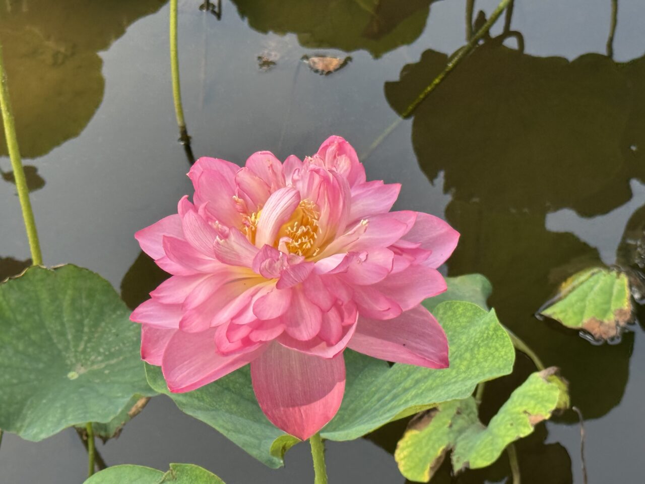 桜小路公園の蓮池の蓮の花