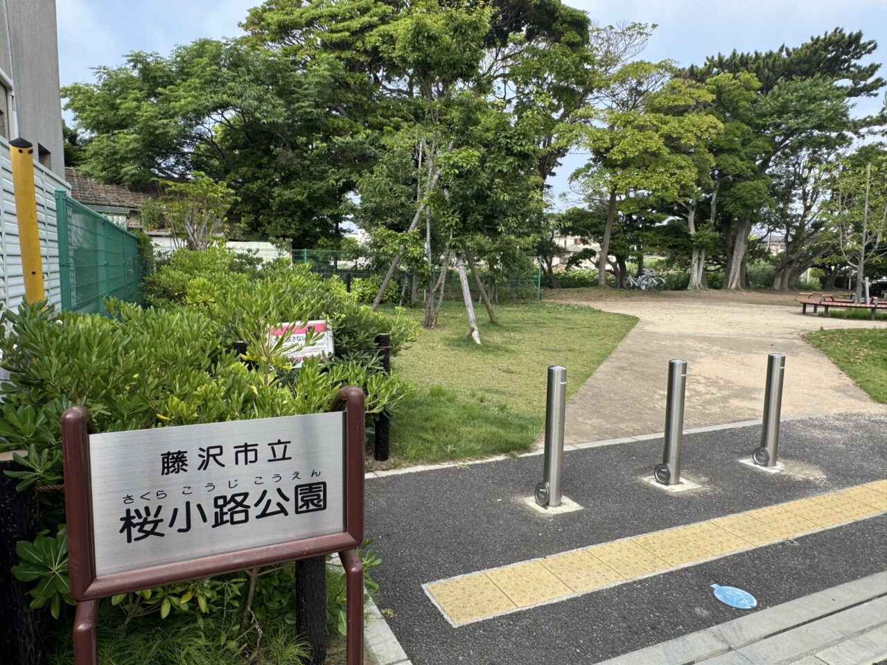 桜小路公園の蓮池の蓮の花