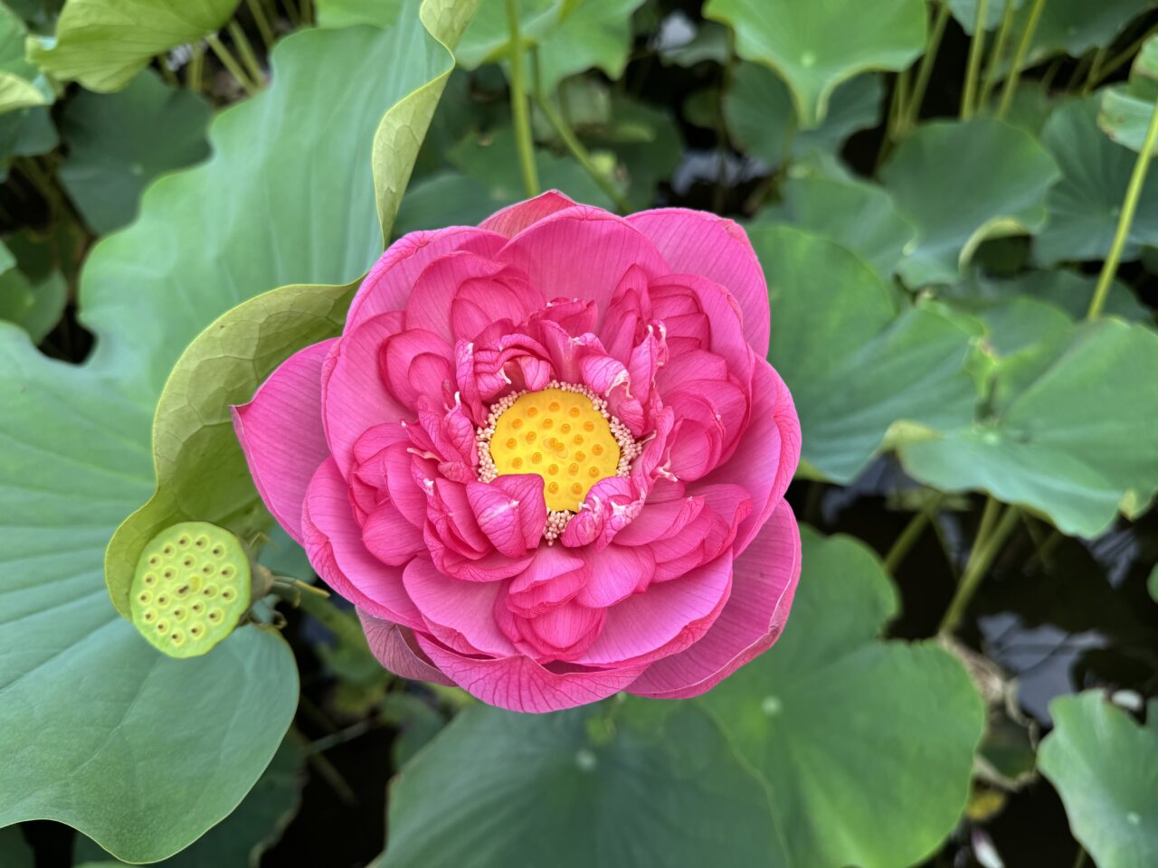 桜小路公園の蓮池の蓮の花