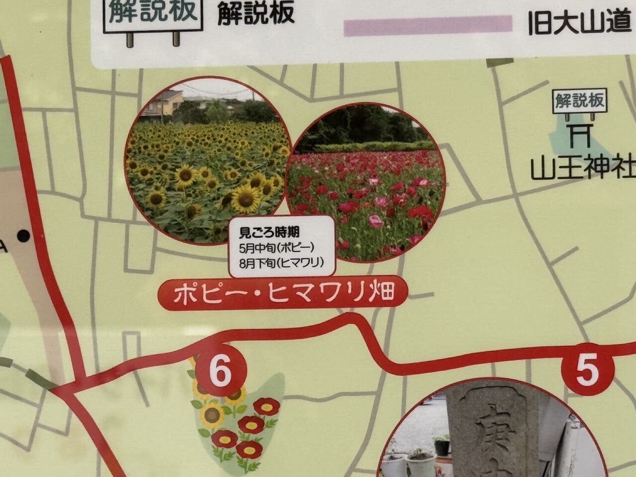 「フルーツパーク長後」の花畑の『9月のヒマワリ』