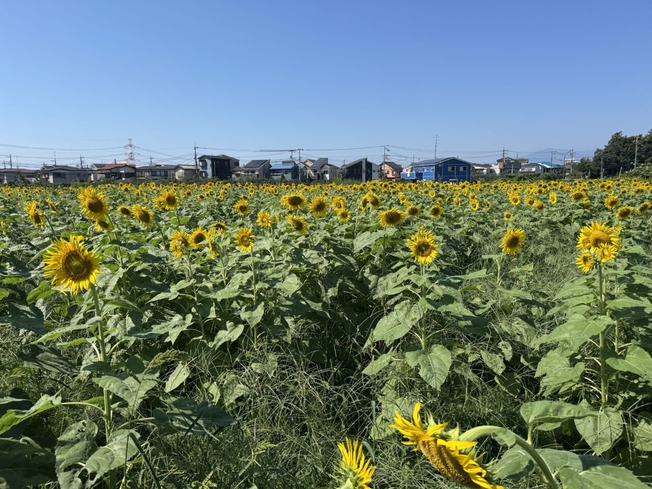 「フルーツパーク長後」の花畑の『9月のヒマワリ』