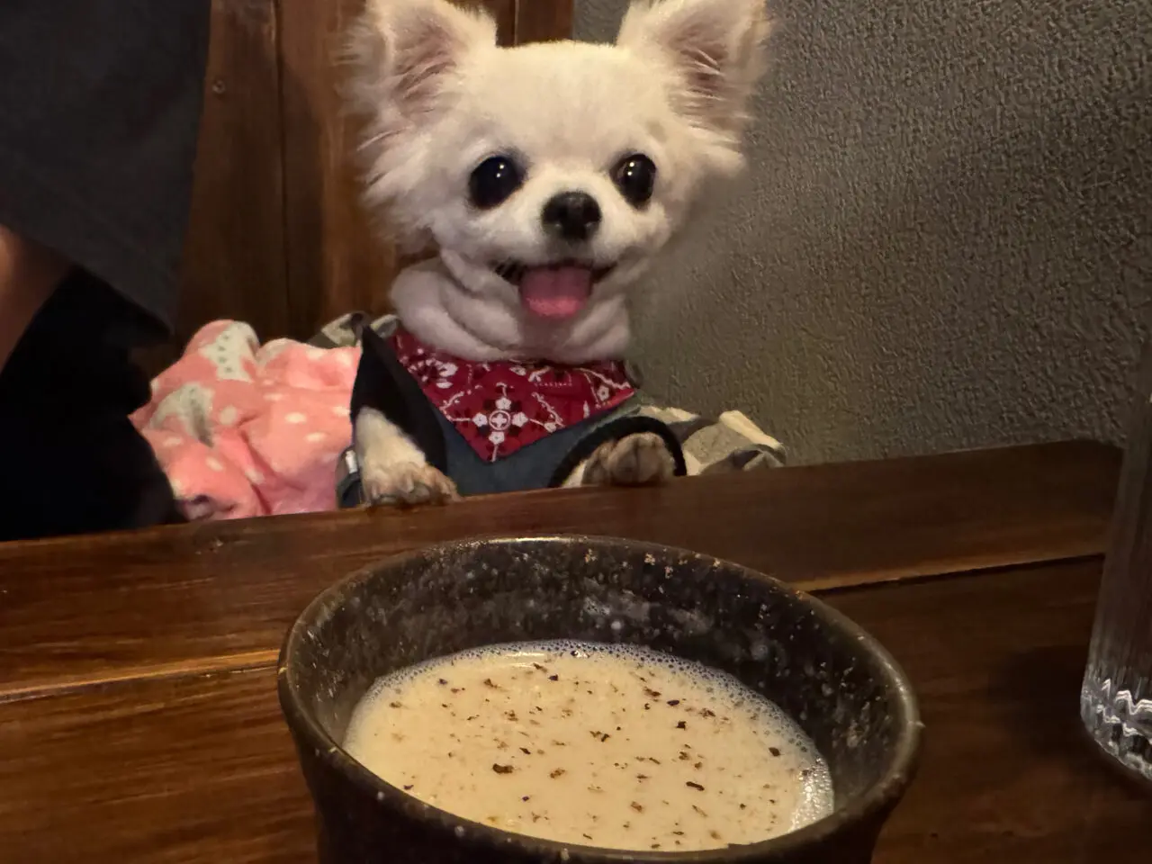 隠れ家カフェ「gaku no toboe」犬連れOK