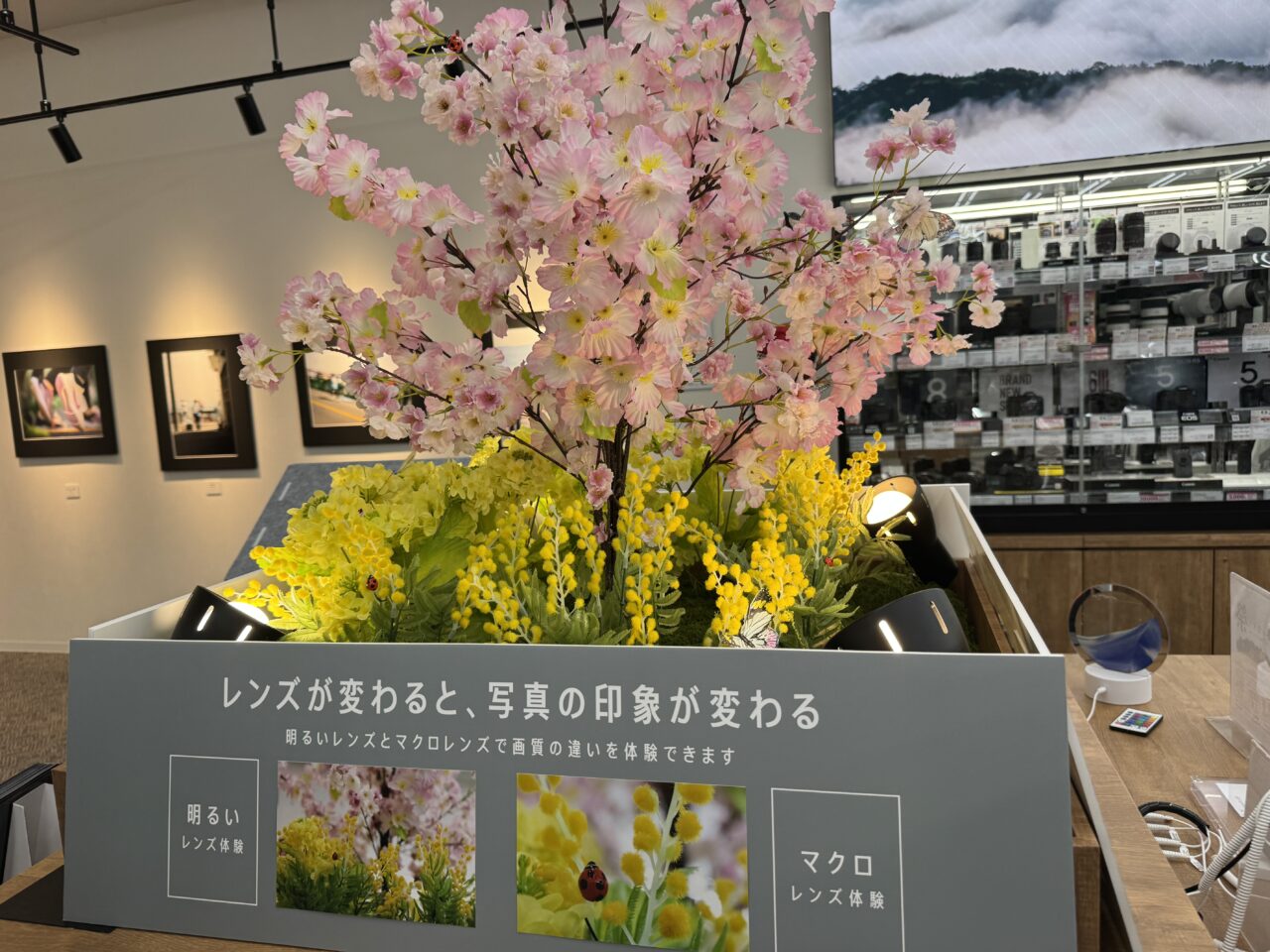 【藤沢市】「カメラのキタムラ 藤沢・湘南台店 」が大型リニューアル！ 3月19日にグランドオープンします。新宿で人気の新スタジオも登場♪
