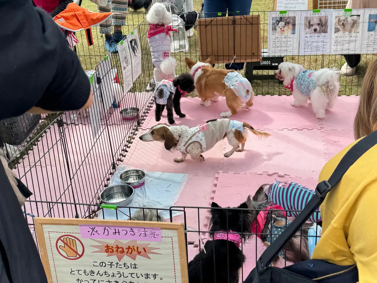 【藤沢市】ステージ・マルシェ・譲渡会が集結！ 湘南エリアで話題の動物愛護イベント「HUG ANIMALS Vol.15」が、4月25日・26日に辻堂海浜公園で開催されます♪