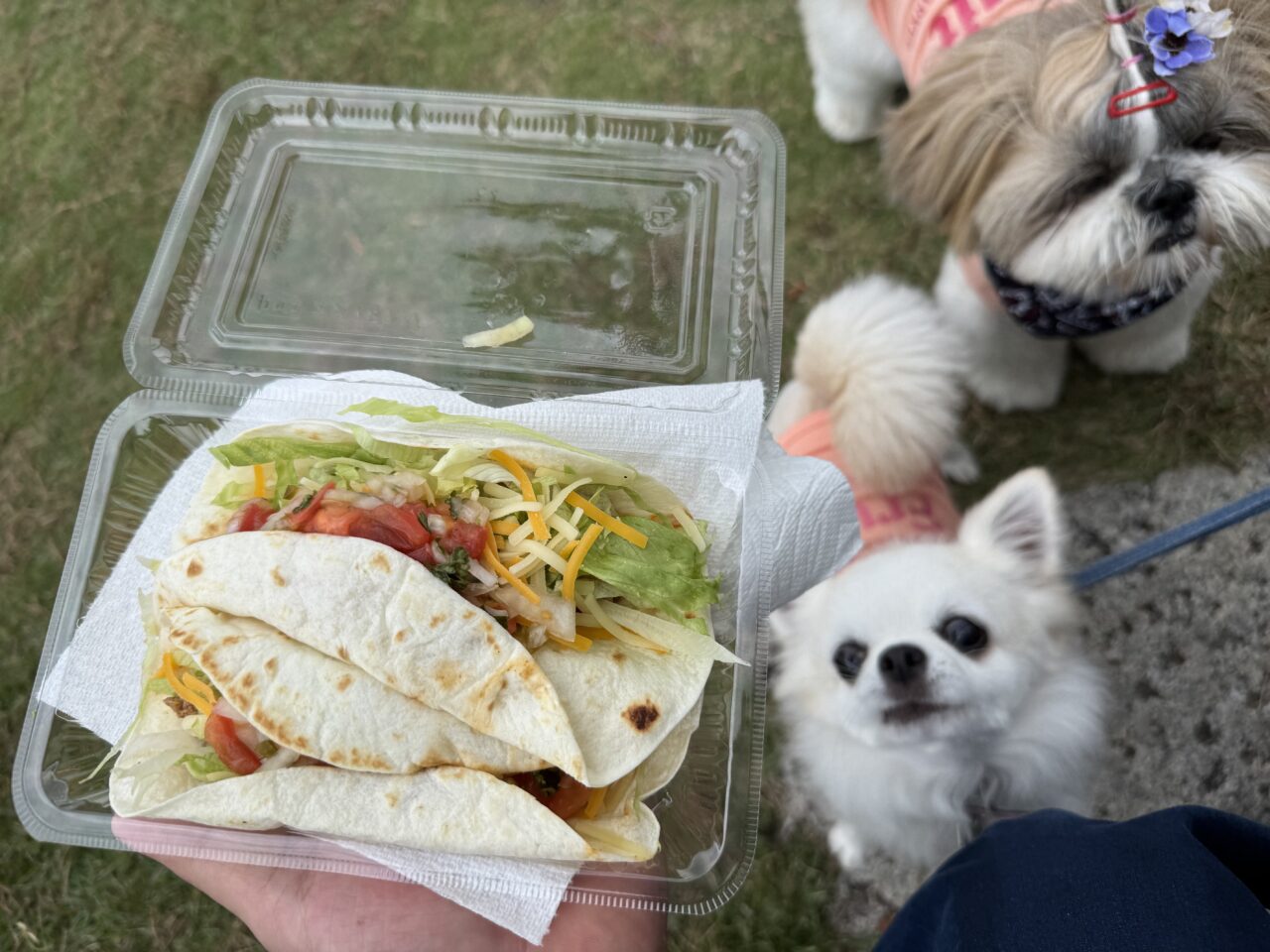 【藤沢市】ステージ・マルシェ・譲渡会が集結！ 湘南エリアで話題の動物愛護イベント「HUG ANIMALS Vol.15」が、4月25日・26日に辻堂海浜公園で開催されます♪