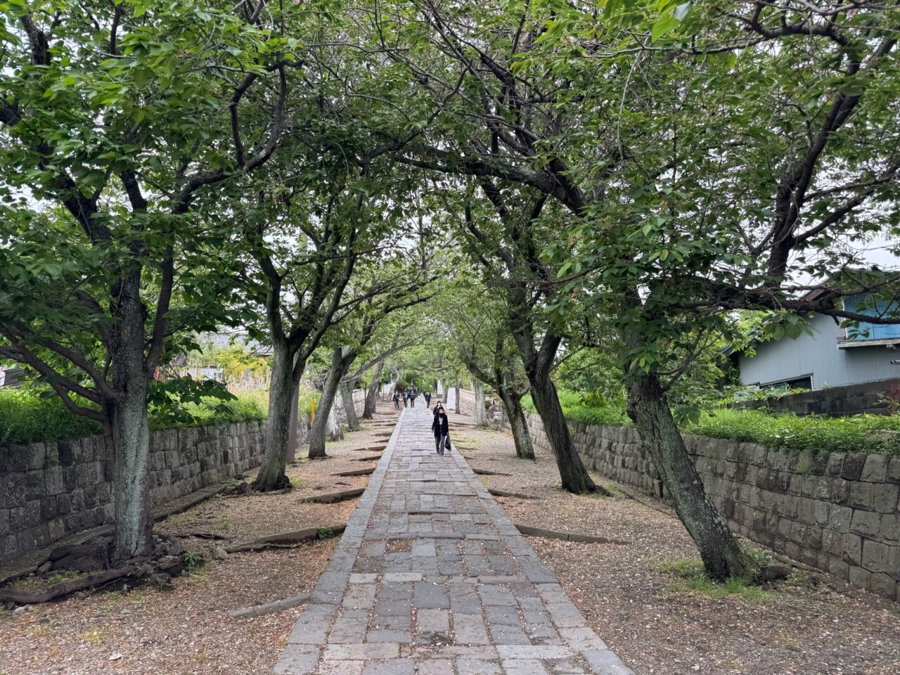 【藤沢市】GW注目イベント！ 遊行寺で女流タイトル戦「第19期マイナビ女子オープン 五番勝負 第3局in遊行寺」が開催されます。キッチンカーやミニSL、自由対局ブースなども開催♪
