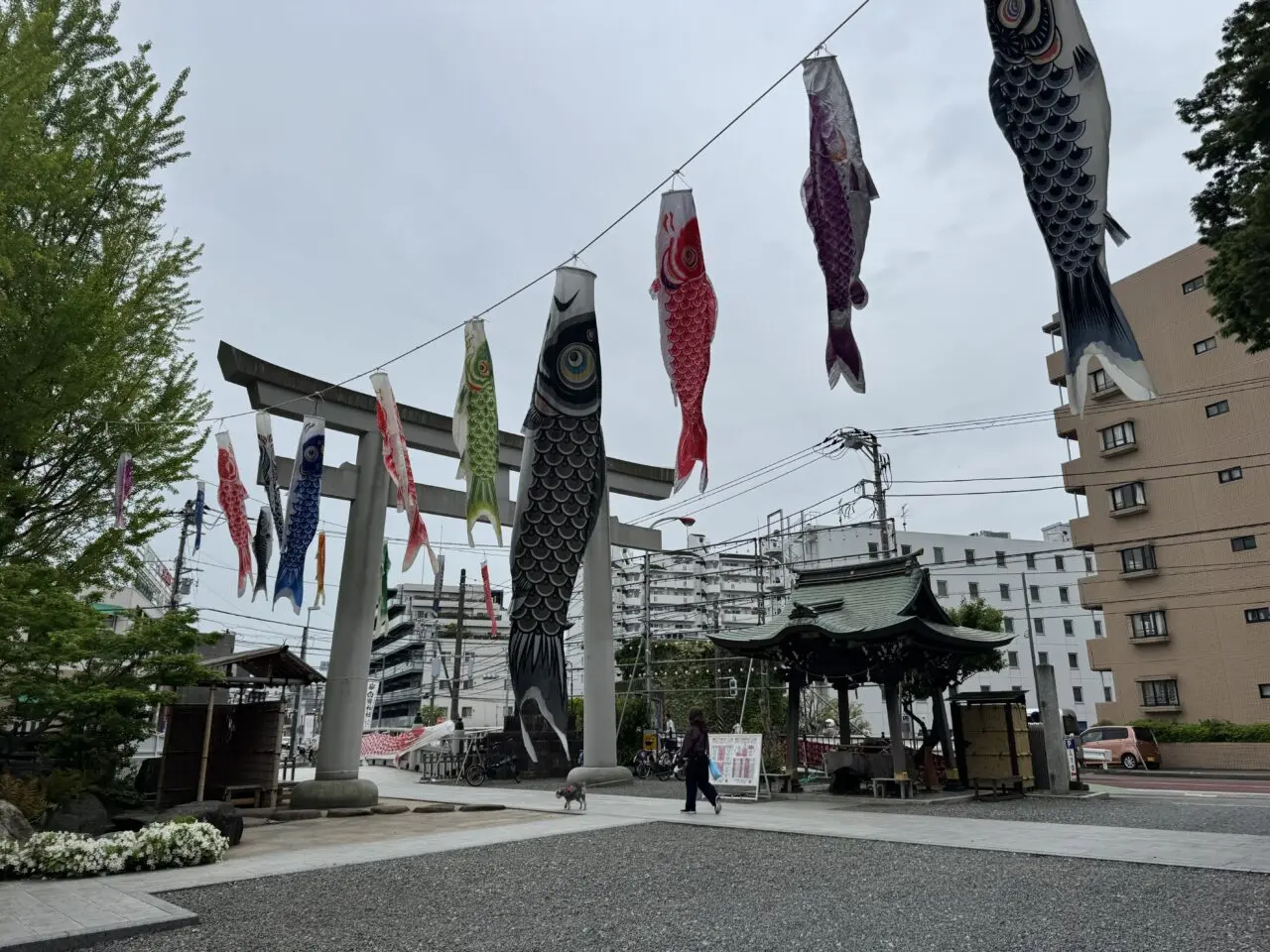 【藤沢市】GWは“こいのぼり×藤沢グルメ”で決まり！ 白旗神社で「白旗神社FOOD PARK」が5月4日に開催されます♪